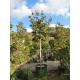 Magnolia Grandiflora circonférence : 30/35 cm hauteur : 400/450 cm