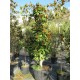 Magnolia Grandiflora 300/350 cm