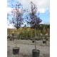 Prunus pissardii circonférence : 25/30 cm hauteur : 300/350 cm