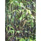 Bambou Nigra