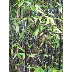 Bambou Nigra