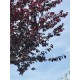 Prunus pissardii circonférence : 20/25 cm hauteur : 300/350 cm