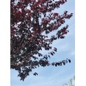 Prunus pissardii