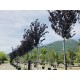 Prunus pissardii circonférence : 20/25 cm hauteur : 300/350 cm