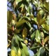 Magnolia Grandiflora 