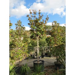 Magnolia Grandiflora Tige